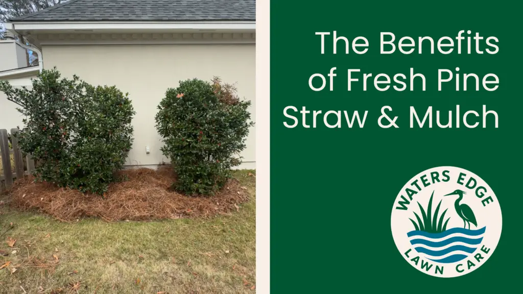 Fresh pine straw in a bed with shrubs