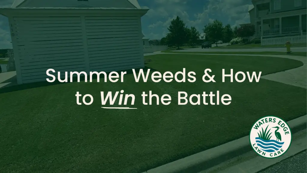 Summer Weeds and How to Win the Battle 22